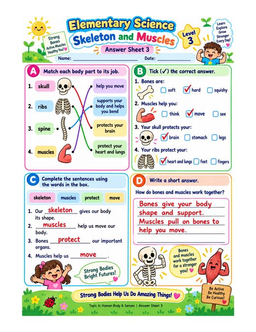 skeleton and muscles — free printable human body and senses worksheet for kids answer key